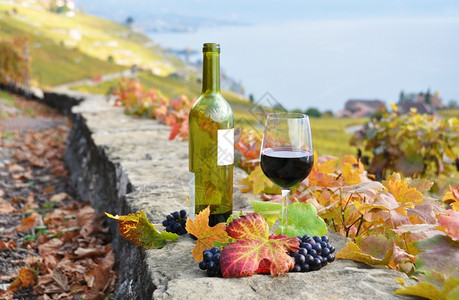 葡萄酒农业红杯瑞士拉沃地区葡萄园对抗如画图片