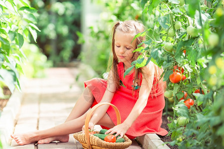 在温室收割时间里盛满蔬菜的大篮子小可爱女孩在温室里收集黄瓜和番茄的作物有机团体孩子图片