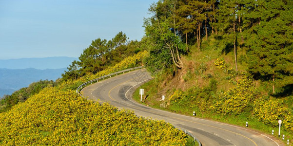 盛开通绿色在泰国梅洪森省与野生墨西哥向日葵谷的山尖弯曲道路美丽景色图片