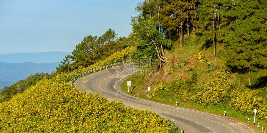 盛开通绿色在泰国梅洪森省与野生墨西哥向日葵谷的山尖弯曲道路美丽景色图片