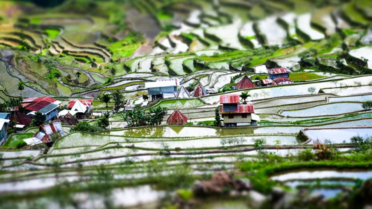 菲律宾的水稻梯田和房屋模型图片