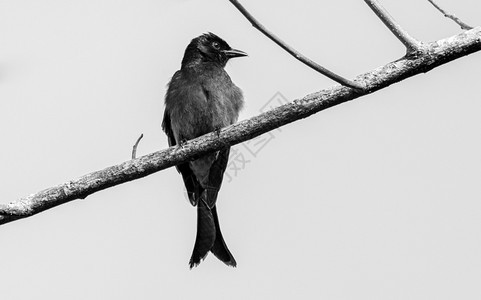 荒野斯里兰卡黑人德龙戈鸟爬在树枝上高密钥黑白照片野生动物图片