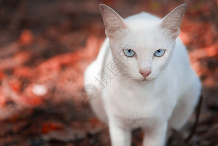 幻想颜色白猫盯着并坐在红地上色的梅叶在公园露天或春季秋选择关注眼睛动物和哺乳的概念季节异色症图片