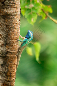 希拉树上的蓝头高垂花吉拉国王是掠食者他们捕捉和吃昆虫帮助创造生态系统的平衡红色细节图片