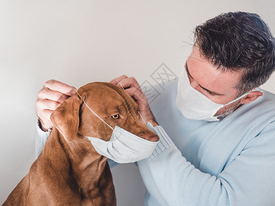 拉布多犬男美丽的可爱巧克力颜色小可爱狗和他的主人拿着一个医疗面罩闭合室内日光概念护理教育服从训练养宠物巧克力颜色的小甜狗和他主人图片