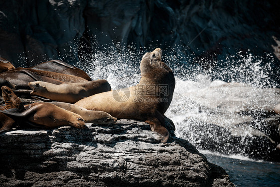 休息荒野加利福尼亚湾州下科罗纳多岛岩石上太阳晒的加州海狮Zalophouscalifornianus尾巴图片