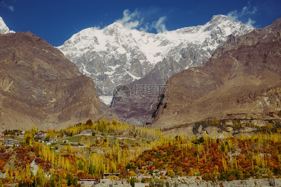 风景罕萨巴基斯坦HunzaValleyGilgitBaltistan卡拉科姆山脉的乌塔尔萨峰雪冠对森林中多彩树木的秋天自然景观封图片