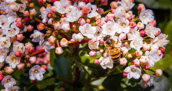 一只蜜蜂在阳光下的春在鲜白的色紫花上觅食也称为劳鲁斯蒂努萝丘本木或庄稼昆虫白色的户外图片