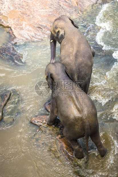 景点大亚洲象放松洗澡和穿越热带河流斯里兰卡野生的奇异动物在斯里兰卡渡过热带河流有趣的国民图片