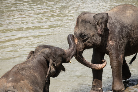 有趣的美丽大亚洲象放松洗澡和穿越热带河流斯里兰卡野生的奇异动物在斯里兰卡渡过热带河流天图片
