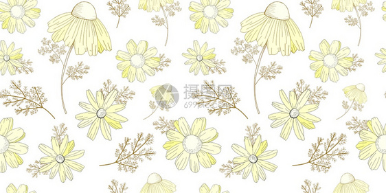 无缝的白花阿多尼斯Echinacea查莫米尔矢量插图Ventage花卉图例老德苏拉海蜂本底埃切纳塞亚焦米病媒图例浅褐色的粉图片