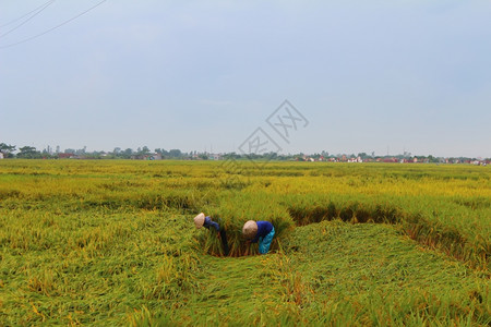 食物2014年9月8日名越南女农民在乡村人长期耕种稻米的传统HaiDuong的稻田上收割越南水稻种植是农村人民的悠久传统沼泽热带图片