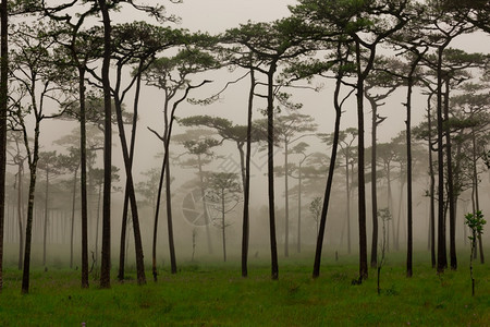 水平的雨带雾和野花田的松林宁静图片