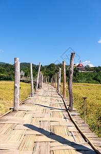 热带农村庄收割期过后跨越稻田到泰国北部公共地区当寺庙的老竹桥不需要财产放行在不要求归还的情况下无需释放土地在农村收获期之后穿越稻图片