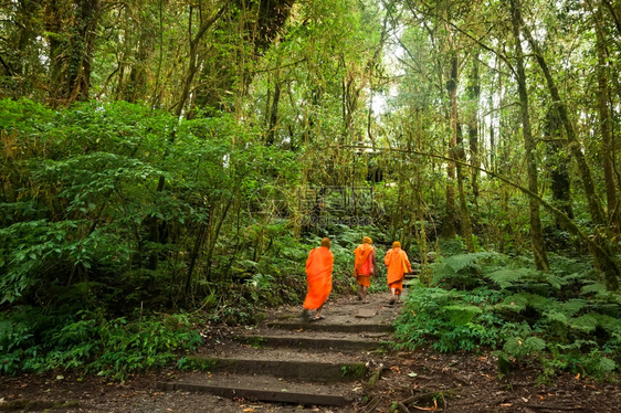 优质的旅游户外泰国多伊因纳顿公园背景之旅位于泰国的多伊印太农庄ToriInthanonPark图片