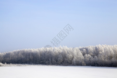 靠近落雪和冻霜后枯萎的树木积雪和冰覆盖的树枝寒冷冬天气下雪后没有叶子树的降雪后无果水晶天空图片