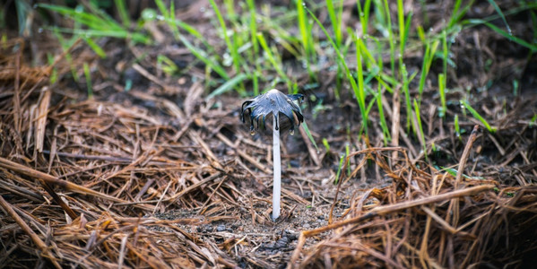 生物学美丽季节在稻田土壤中生长的小型天然不可食蘑菇在水底顶上方倾注水滴关闭了自然美观的低角度照片概念图片