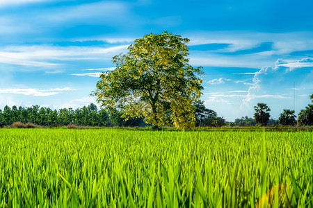 阳光稻田绿草的景色与野玉米在农村业收割时独有黄色花朵卡西亚阴道瘘树蓝天日光背景青云丰饶亚洲人蓬松的图片