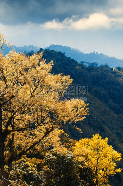 天范围秋末或春初黄叶和橘子的神奇年轻青山和背景中的黑云关注浅地树木季节图片