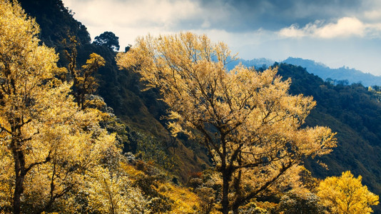 旅行黄色的天空秋末或春初黄叶和橘子的神奇年轻青山和背景中的黑云关注浅地树木图片