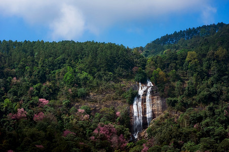 冬天麦自然Siribhume瀑布著名的与春天一起的瀑布粉红色萨库拉在泰国清迈的DoiInthanon公园开花泰国清迈的DoiIn图片