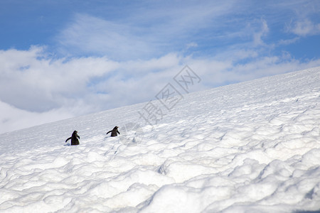 条幅单身的两只企鹅在高山雪中生存爬得更远的山上冰冷图片