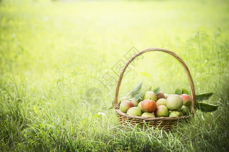户外红色的自然绿草和太阳背景的篮子中多彩苹果Name图片