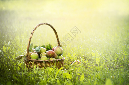 天花园新鲜的绿草和太阳背景上的篮子中苹果图片