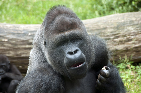 观看一种王荷兰汉堡动物园的一只雄大猩图片