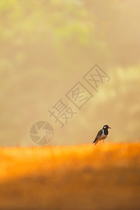 红荆棘森林一只色的被打响长腿小鸟在夏季清晨草原上放松轻在泰国软点高亚伊家公园背景下季节图片