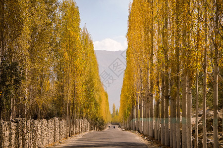 巴基斯坦SkarduGilgitBaltistan的秋天Ghowari村黄色叶木丛中通往Khaplu的道路村庄橙美丽的图片