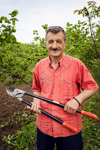 乡村的白种人高加索成年男子站在农村种植园的场里手持伸缩树枝修剪园艺鱿鱼刀在白天前视图穿着红色衬衫花园图片