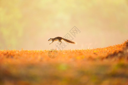 移动小松鼠在青草地上迈出第一步春季乔宜公园世界遗产地点的金色草原上强的奶油图片