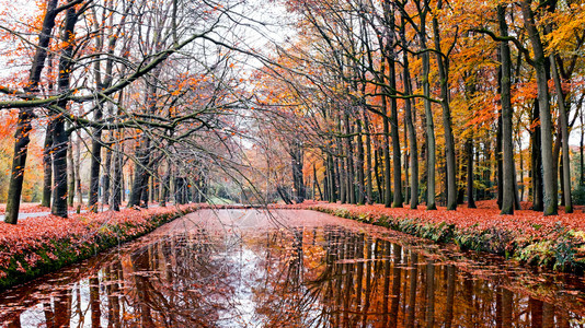 森林落在荷兰的地海尔德农业图片