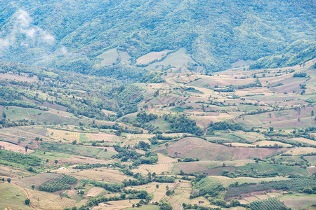 位于公园高山附近的丘上当地农民的种植田该公园清晨在泰国东北部的浅雾中覆盖a农庄面积场地风景哪一个图片