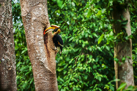 无花果水在教科文组织泰国世界遗产地KhaoYai公园大树干科亚伊公园空洞的巢穴中喂养女大雄非洲之角比尔绿色图片