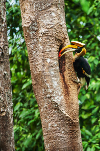 生态系统稀有的在教科文组织泰国世界遗产地KhaoYai公园大树干科亚伊公园空洞的巢穴中喂养女大雄非洲之角比尔伟大的图片