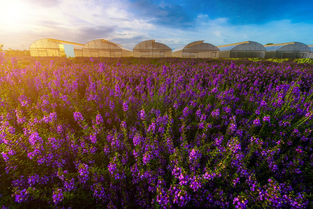 绽放风景颜色在泰国KamphaengPhet的明蓝自然天空中开花在园空气中开的鲜艳风光明亮的蓝色自然天空中开花的农场图片