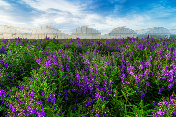 紫色的风景优美农业在泰国KamphaengPhet的明蓝自然天空中开花在园空气中开的鲜艳风光明亮的蓝色自然天空中开花的农场图片