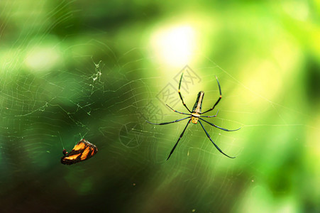Goldenorbweb蜘蛛捕捉了一只大蝴蝶关注泰国教科文组织世界遗产地点KhaoYai蜘蛛公园球体动物复杂图片