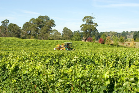 灌溉明尼斯澳大利亚新南威尔士州部高地Sutton森林附近的葡萄园中收获的澳大利亚新南威尔士州部高地景观图片