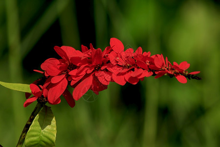 明亮的独特Warszewiczia是Rubiaceae家族的一个开花植物主要为中部和南美热带树木其中最著名的原生是特立尼达和多巴图片