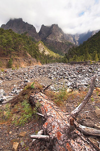 冷静的死龙树Taburiente河床CalderadeTaburente公园生物圈保护区ZEPALIC拉帕尔马加那利群岛西班牙欧图片