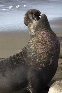 激动人心的大象海豹男早期粉红色的战斗伤疤和痕可见在加利福尼亚坎布里附近的PiedrasBlancasRokery引发挑战中的钟声图片