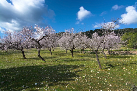 2月在西班牙巴利阿里群岛马洛卡Mallorca以蓝色天空在2月西班牙Balearic岛的农村景观中闪耀着黄杏树盛开欧洲的木图片