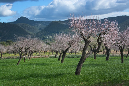 植物第一的粉色2月在西班牙巴利阿里群岛马洛卡Mallorca以蓝色天空在2月西班牙Balearic岛的农村景观中闪耀着黄杏树图片