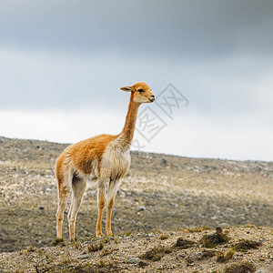 Llama是土生长的南美骆驼自哥伦比亚前时代以来被安第斯文化广泛用作肉类和包装动物在厄瓜多尔捕捉的Llama是土生长的南美洲骆驼图片