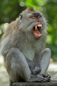 野生动物可爱的吃印度尼西亚巴厘岛乌布神圣猴林DalemAgungPadangtegal寺的猴猕图片