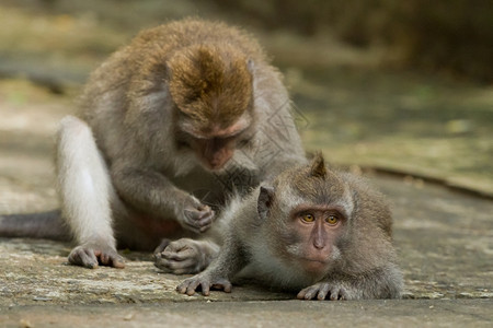 印度尼西亚巴厘岛乌布神圣猴林DalemAgungPadangtegal寺的猴猕栖息地躺着绿色图片