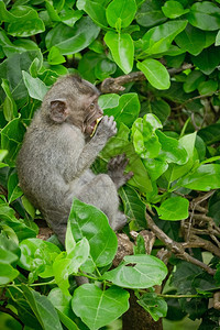 婴儿动物学印度尼西亚巴厘岛乌布神圣猴林DalemAgungPadangtegal寺的猴猕好奇图片